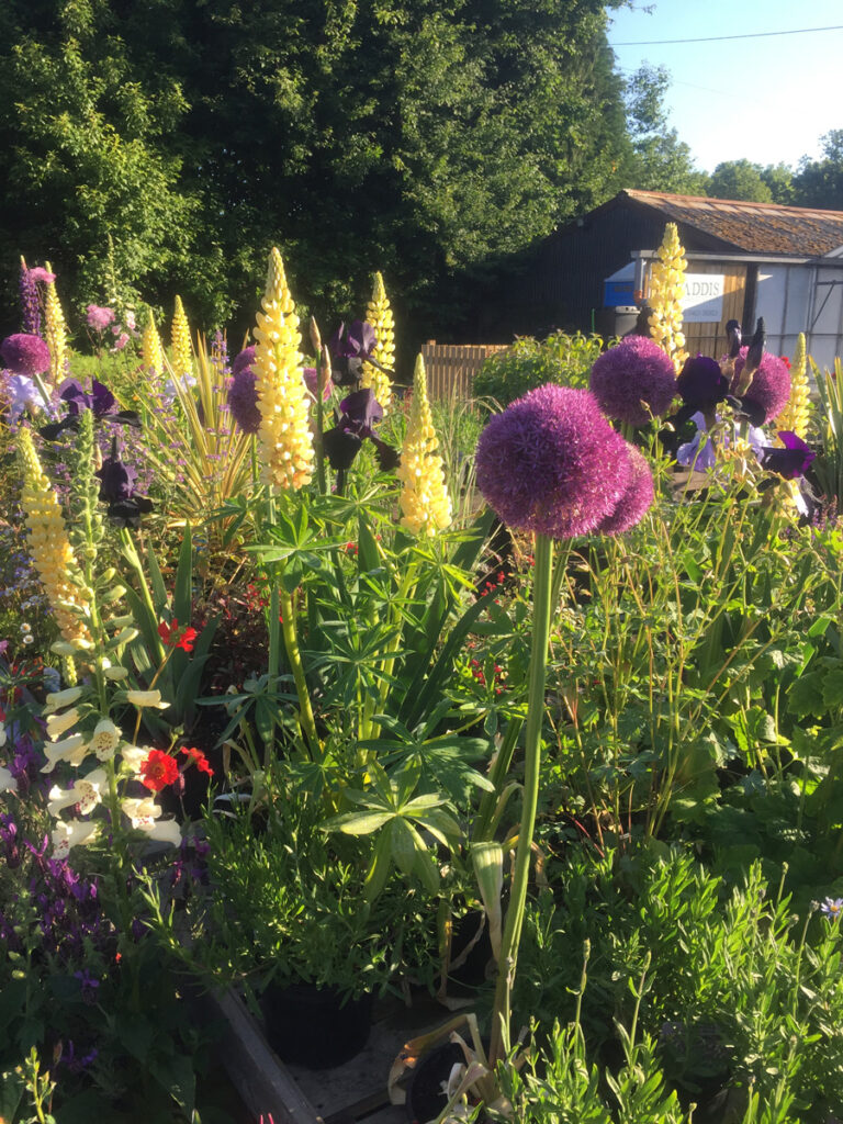 Helperby Nursery - Alliums, Foxgloves and Iris