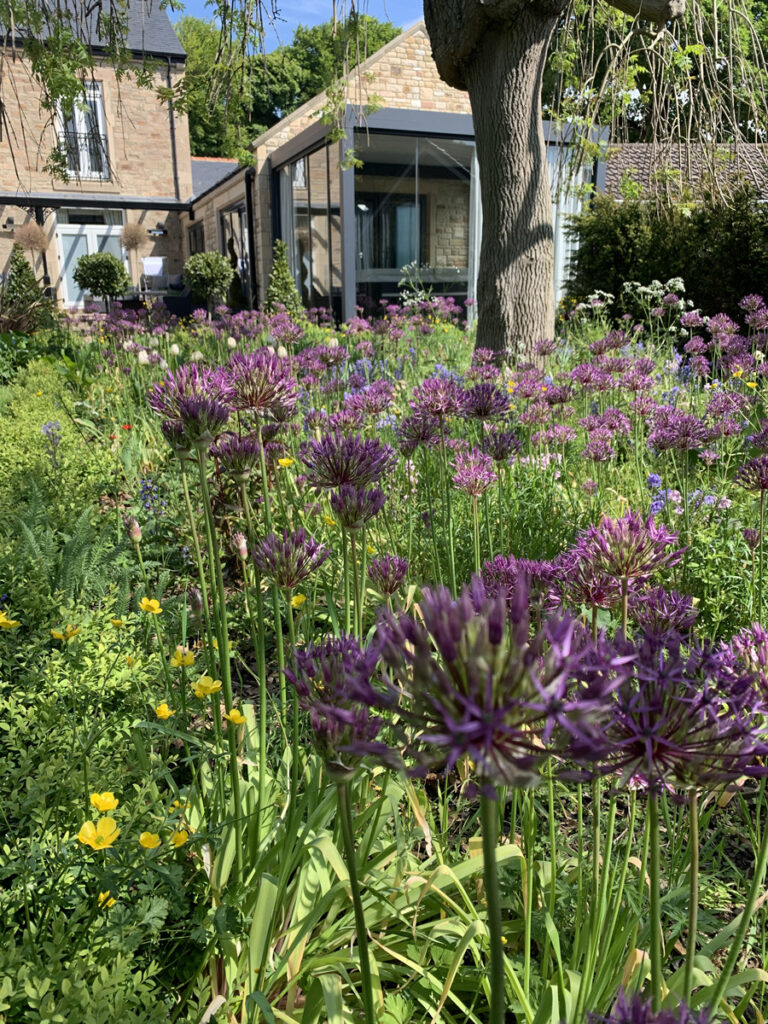 Close-up of allium flowers in a planted garden bed