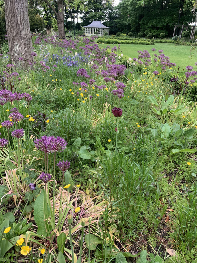 Planted bed with tulips and purple flowers